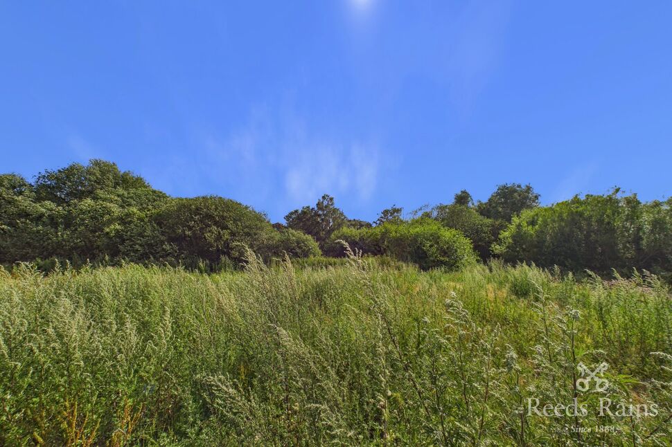 Meadow
